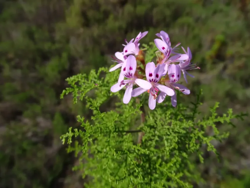 Pine-scented pelargonium