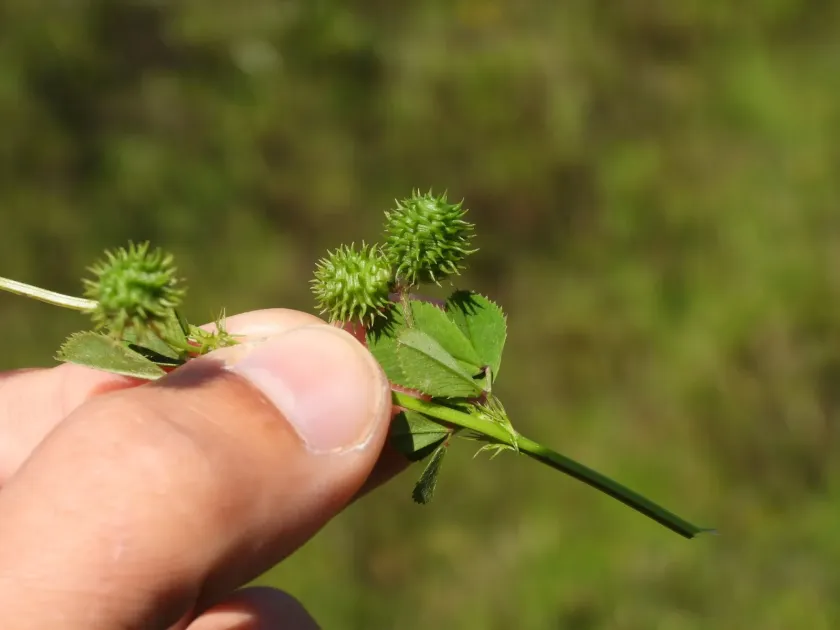 Medicago sphaerocarpos