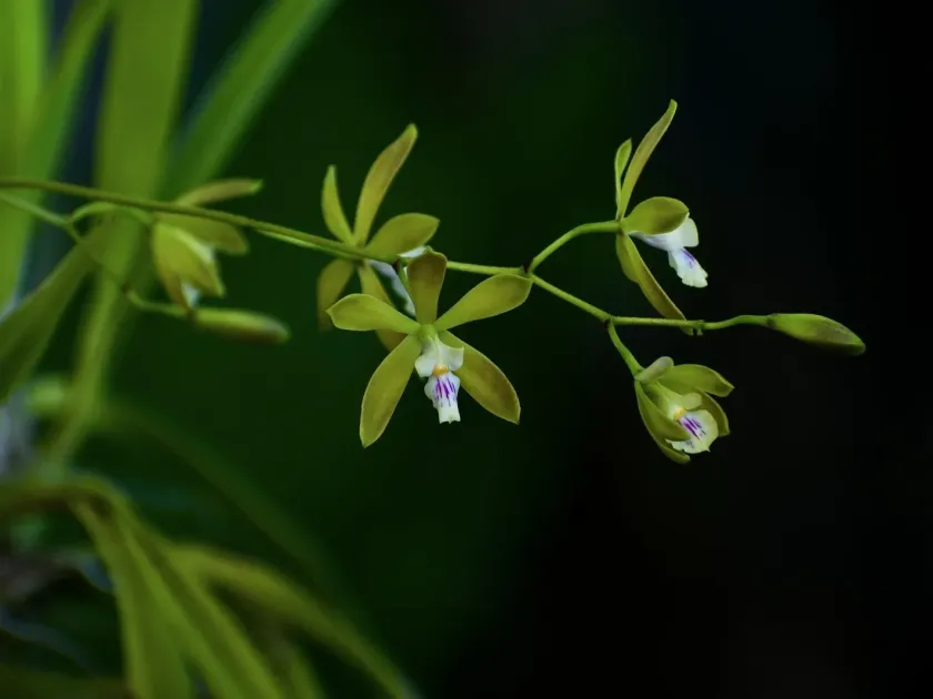 Encyclia acutifolia