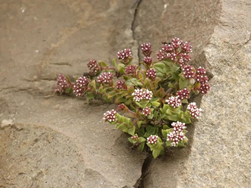 Crassula setulosa