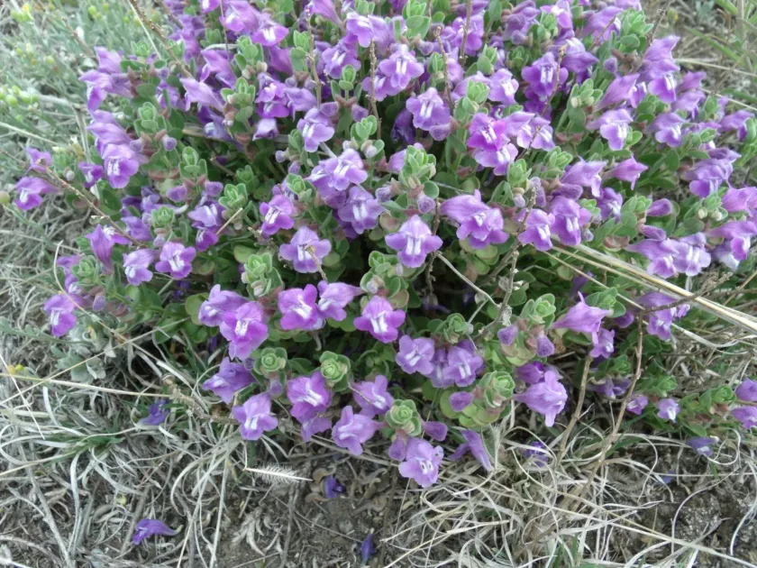 Scutellaria resinosa
