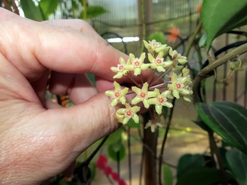 Hoya quinquenervia