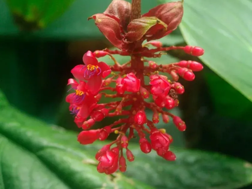 Medinilla miniata