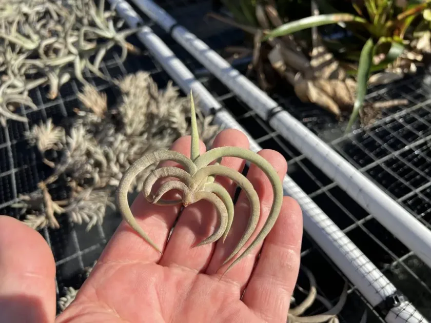 Tillandsia tenebra