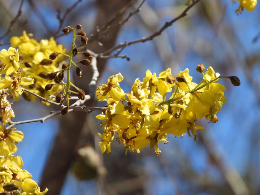 Cenostigma eriostachys