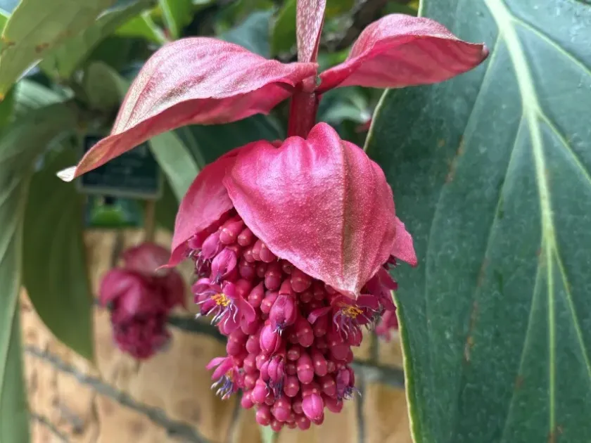 Medinilla