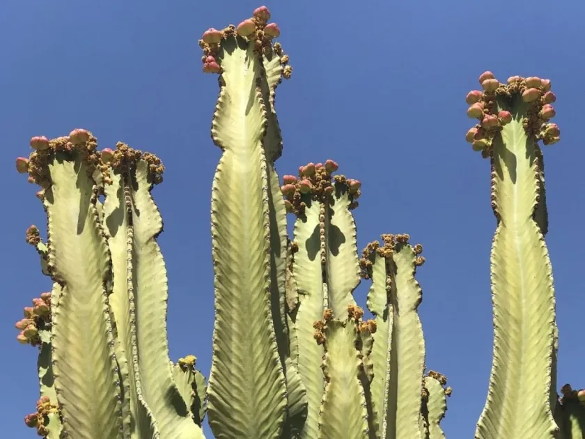 Euphorbia ammak