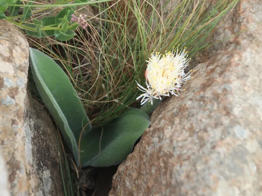 Haemanthus humilis