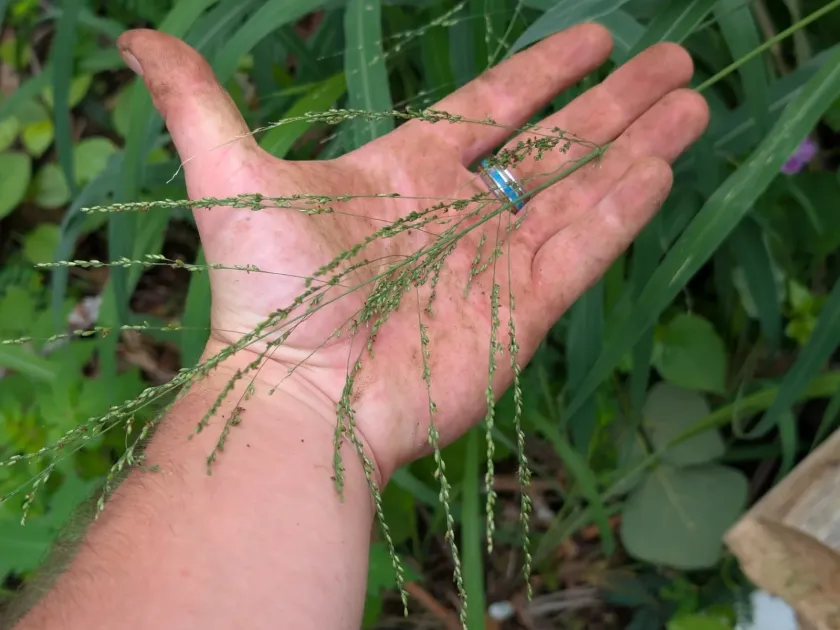 Guinea grass