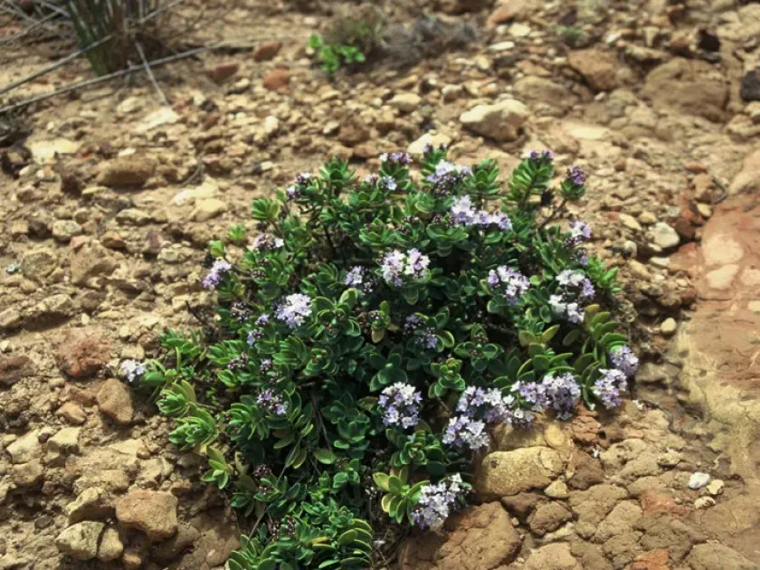 Veronica insularis