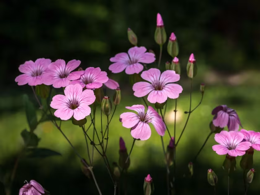 Eudianthe coeli-rosa