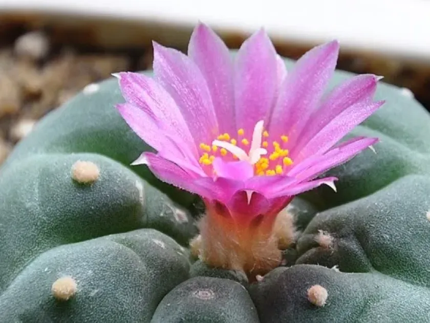 Lophophora fricii