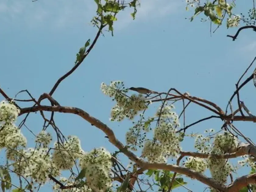 Black tea tree