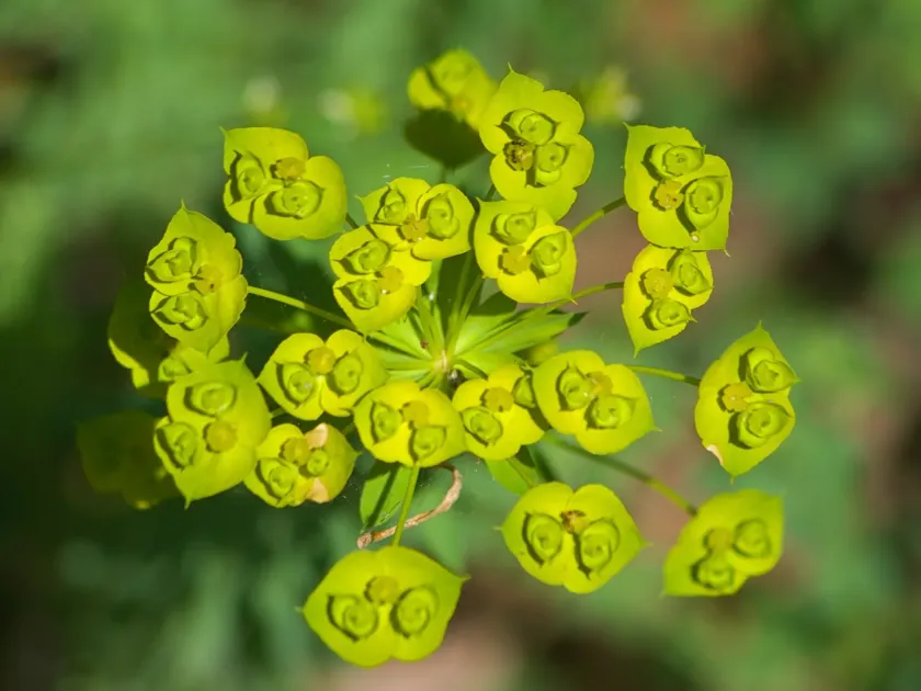 Nicic's Spurge