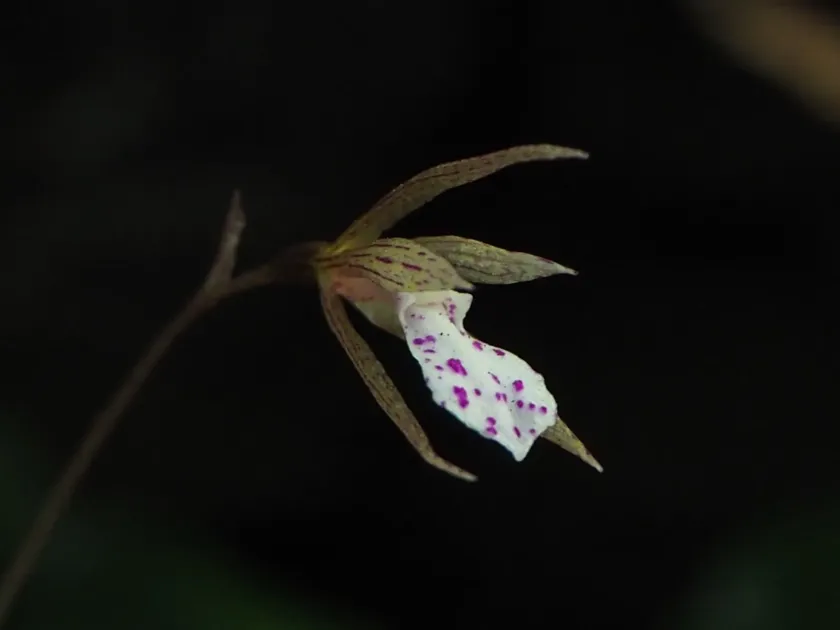 Nervilia taiwaniana