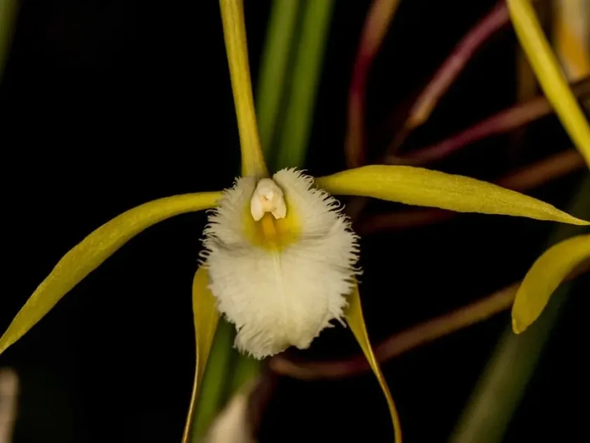 Brassavola filifolia