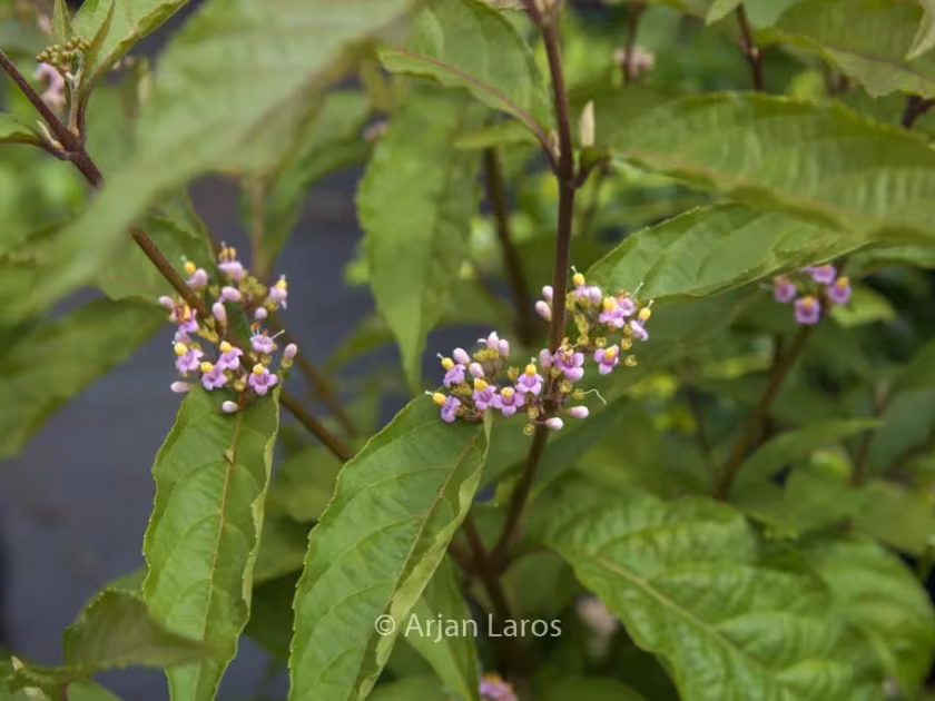 Callicarpa membranacea