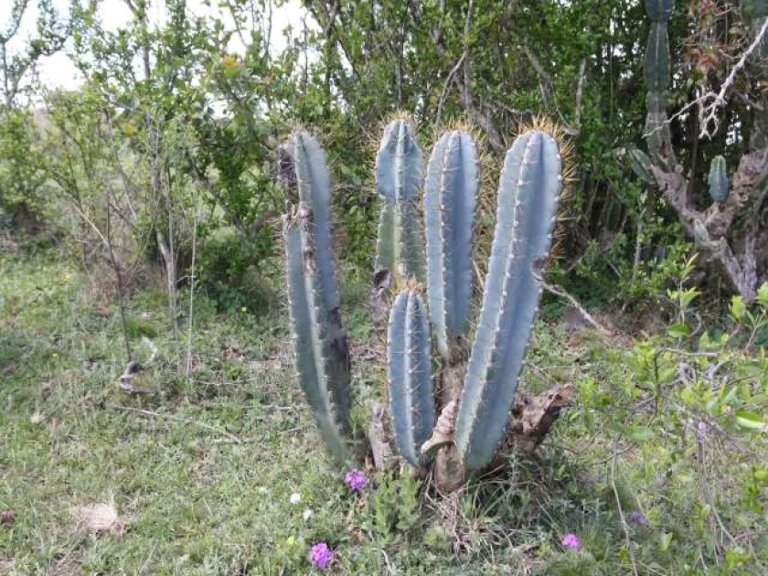 Cereus lanosus