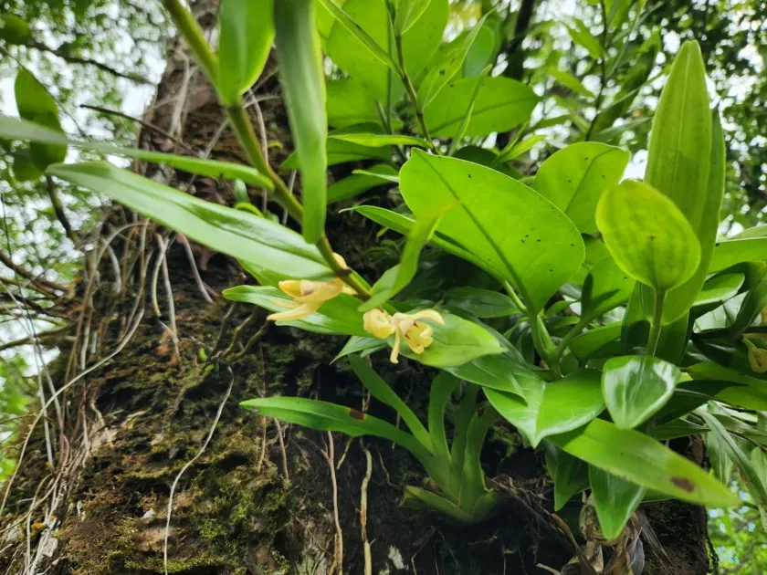 Dendrobium sladei