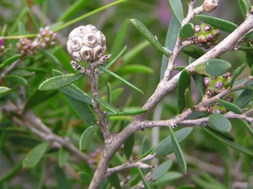Melaleuca pentagona var. latifolia