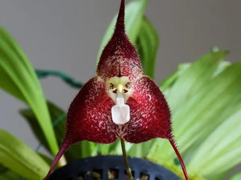 Monkey Orchid