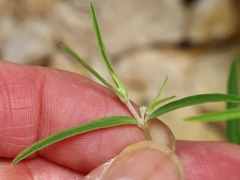 Euphorbia angusta