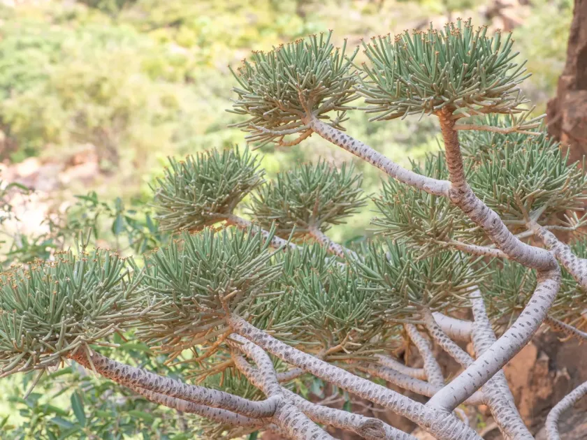 Tree spurge
