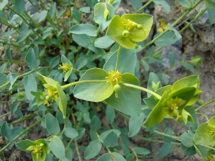Euphorbia sogdiana