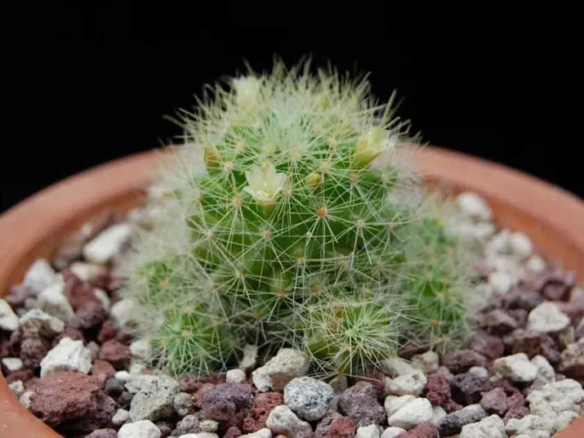Mammillaria anniana