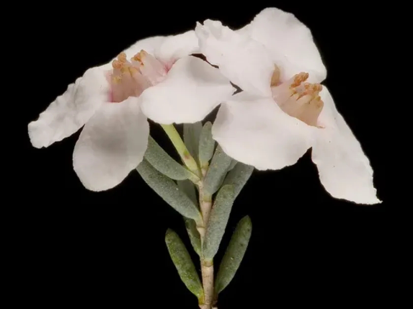 Cyathostemon heterantherus
