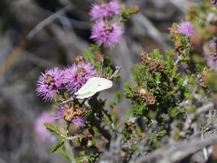 Melaleuca jonesii