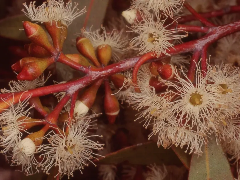 Eucalyptus castrensis