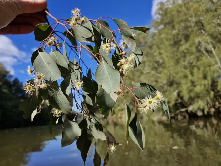 Eucalyptus baueriana