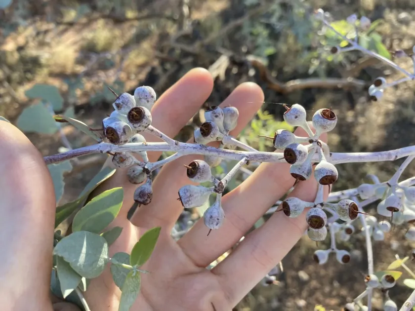 Eucalyptus gillii