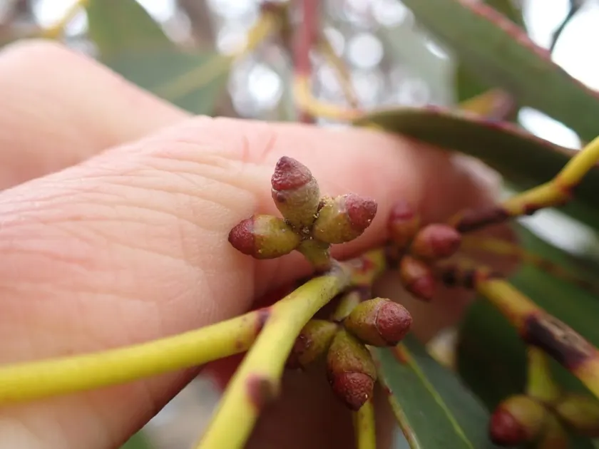 Eucalyptus subcrenulata
