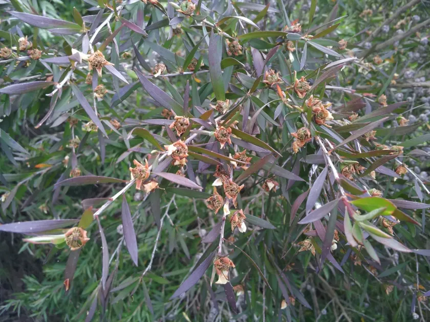 Leptospermum morrisonii