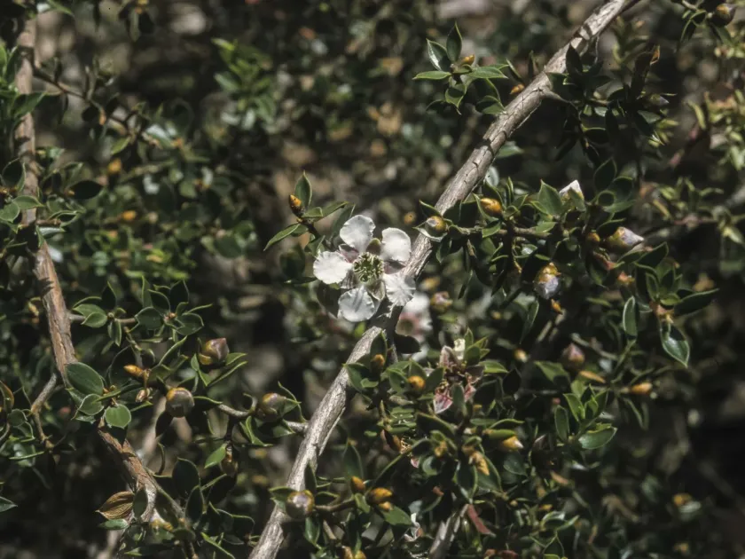 Leptospermum petraeum