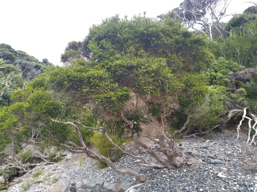 Melaleuca howeana
