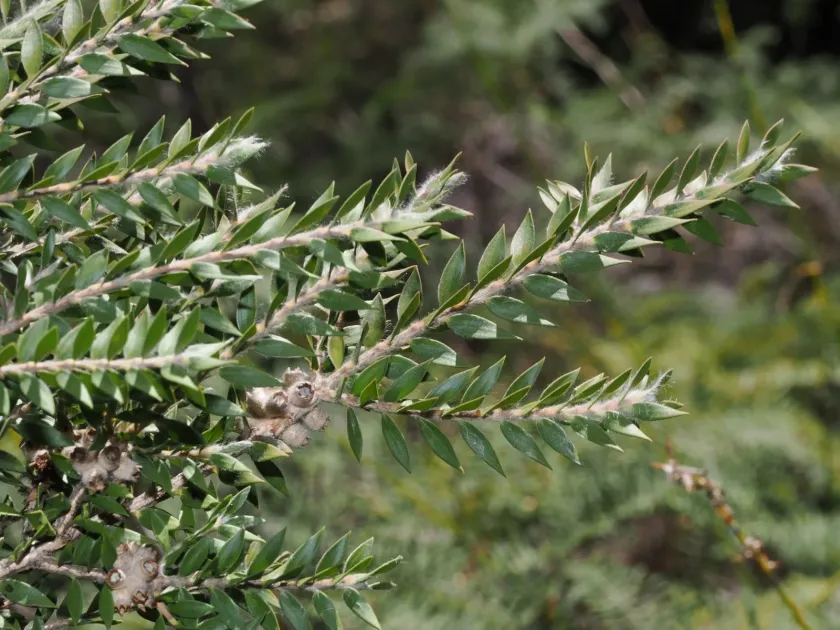 Melaleuca tortifolia