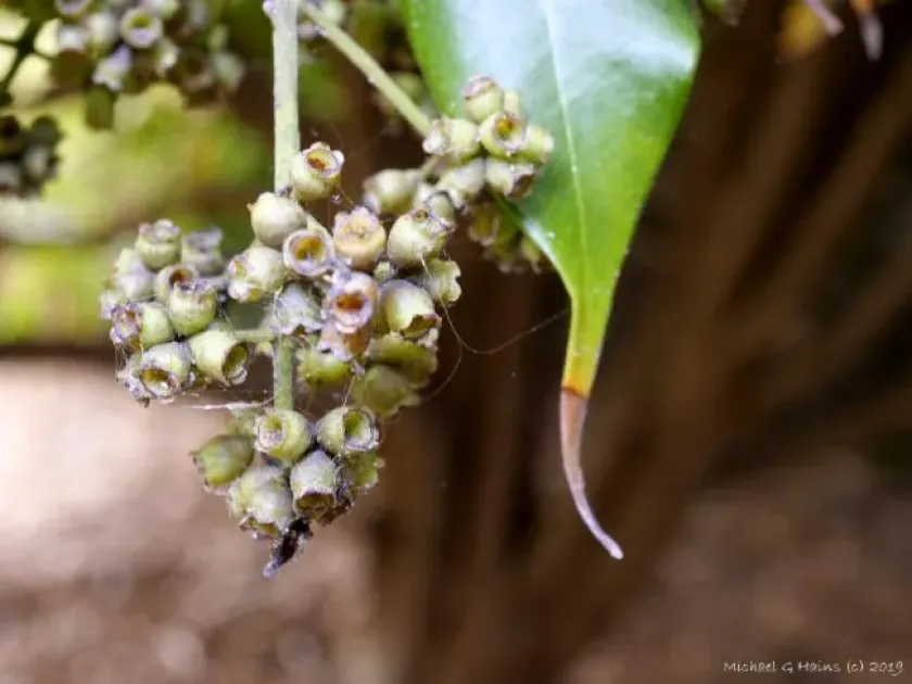 Syzygium unipunctatum