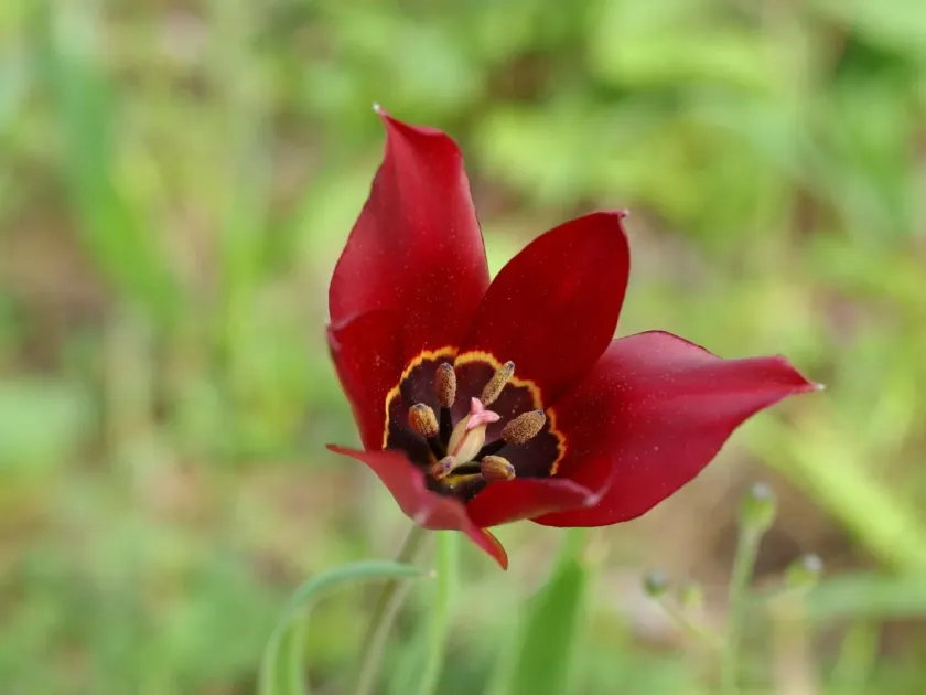 Cyprus tulip