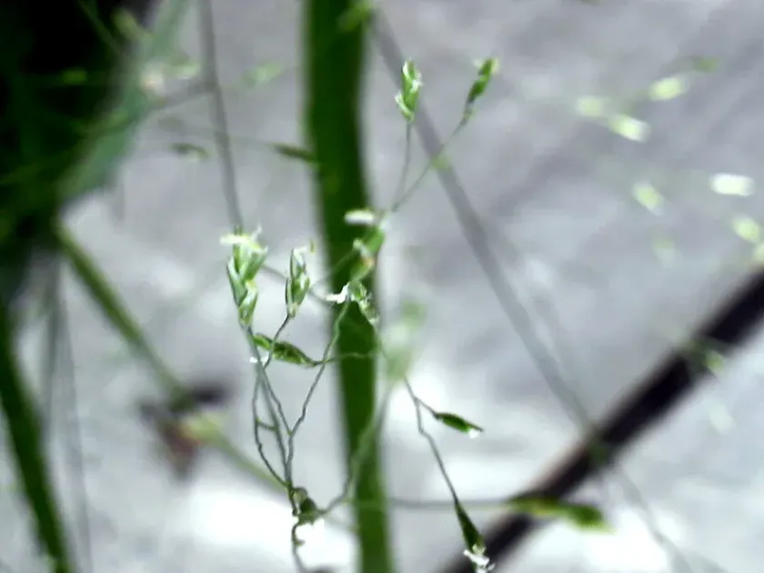 Japanese beakgrass