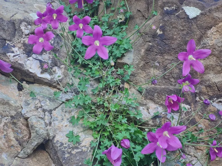 Zangezur bellflower