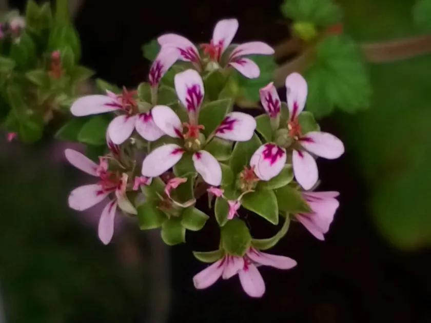 Madagascar pelargonium