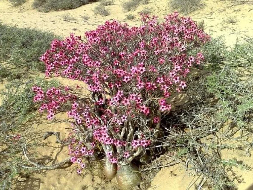 Adenium somalense