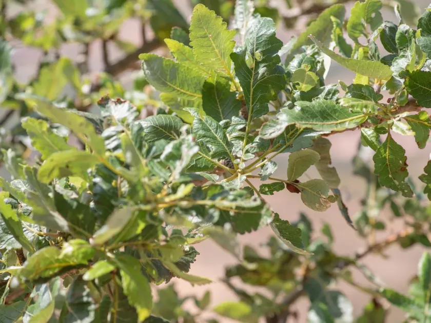 Boswellia popoviana