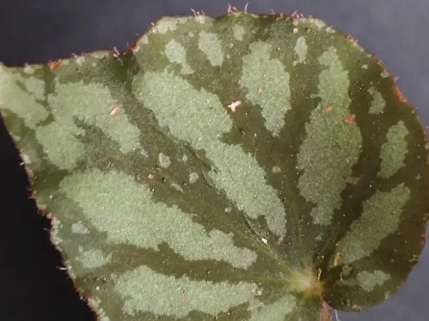 Luzon begonia