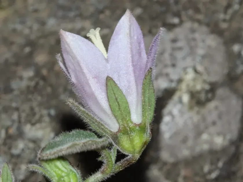 Sartor's Bellflower
