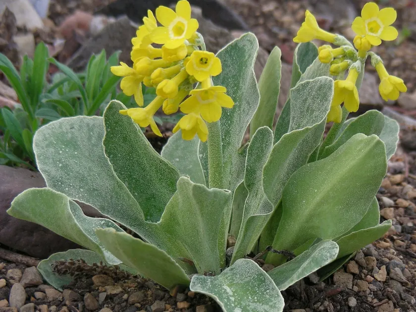 Primula latiloba
