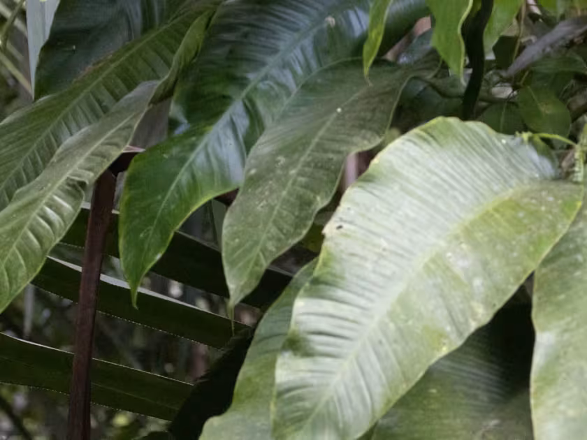 Epipremnum amplissimum